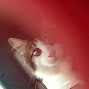 Meet your Posher, Eileen